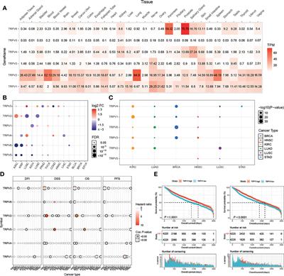 Pan-Cancer Analysis Reveals Genomic and Clinical Characteristics of TRPV Channel-Related Genes